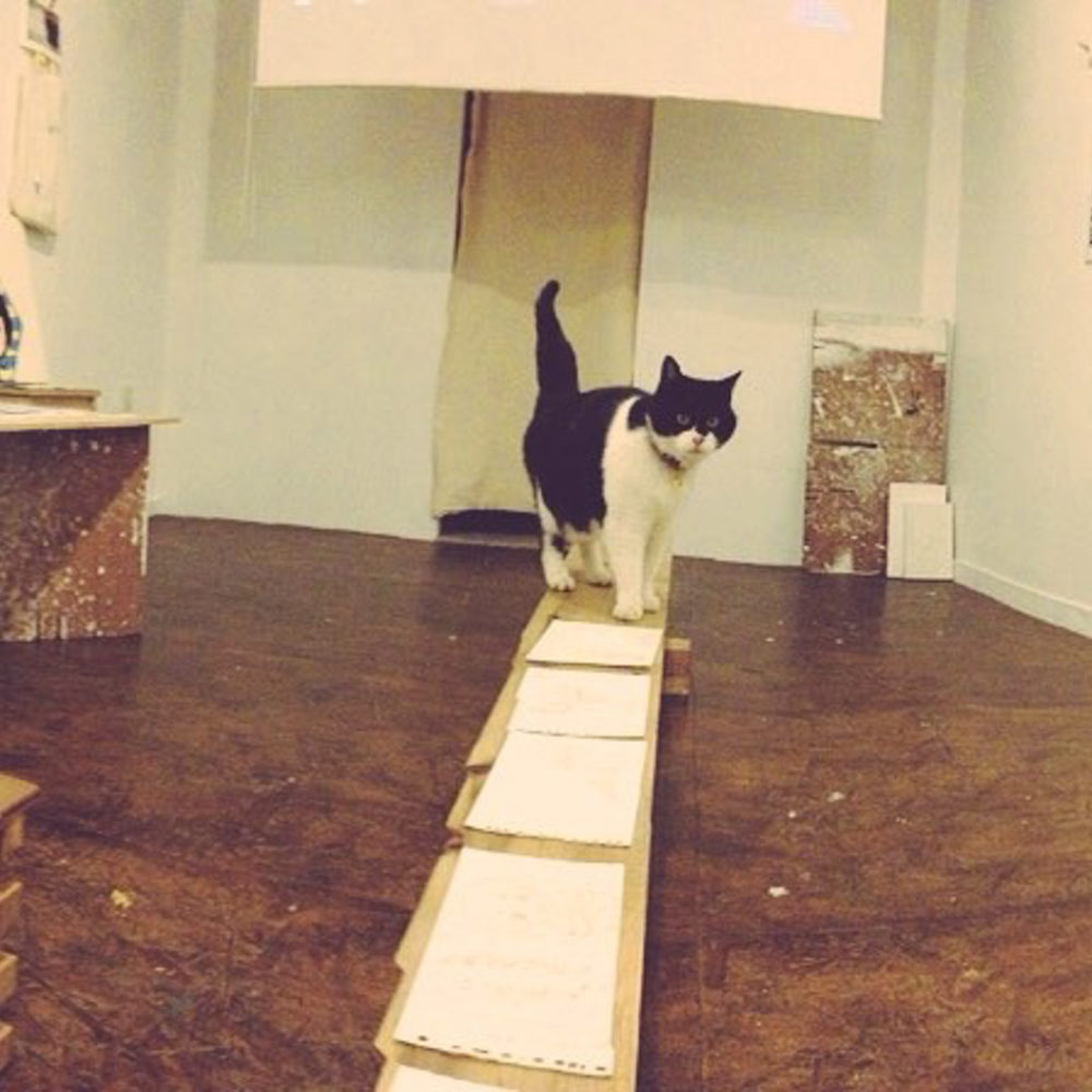 猫のふーちゃん