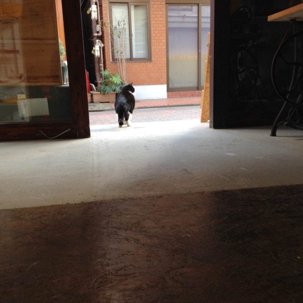 猫のふーちゃん